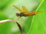 amberwing