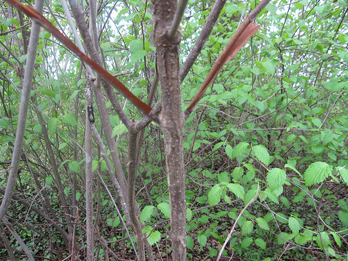 arrowwood_-_Viburnum_dentatum-2_-700.jpg