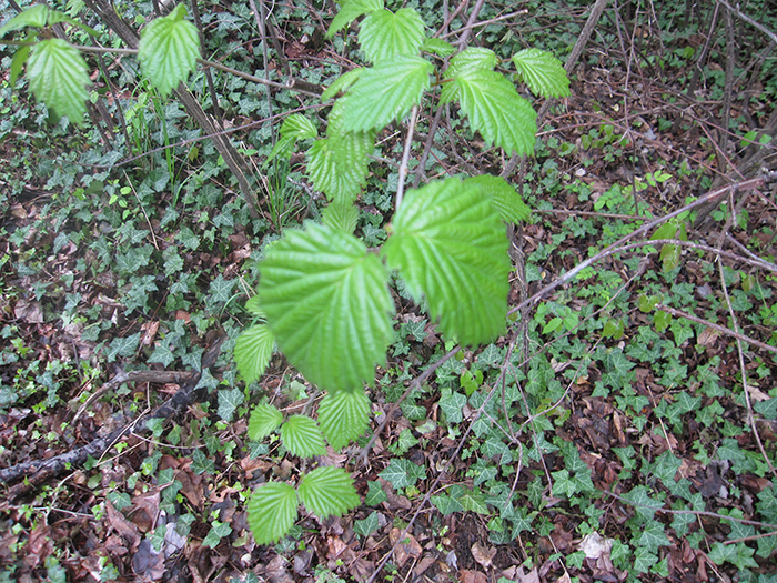 arrowwood_-_Viburnum_dentatum-700.jpg