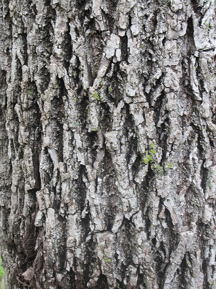 bark_of_green_ash_trees_-_Fraxinus_pennsylvanica_-_has_diamond_shapes-2-700.jpg