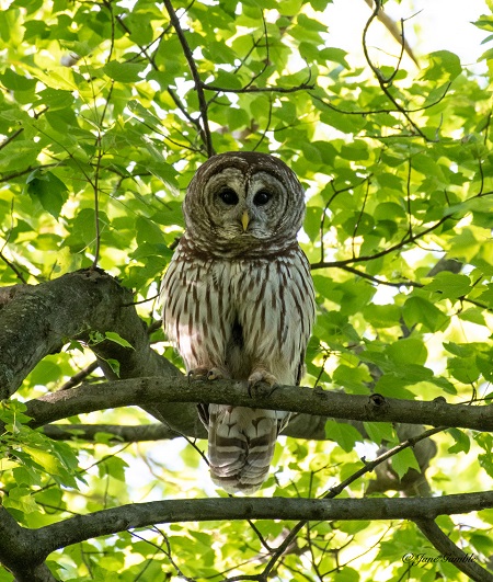 Barred owl