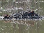 beavers