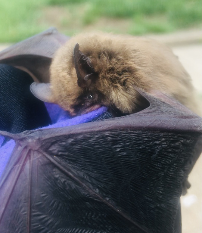 big brown bat2