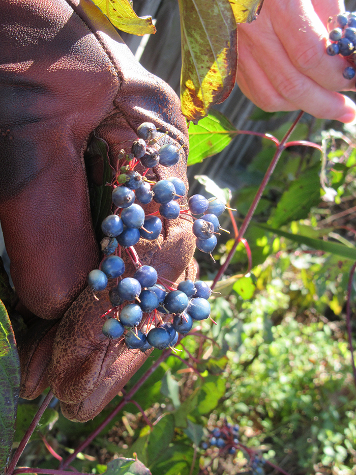 blue berries or fruit of the silky dogwood