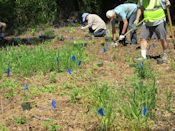 Native plants