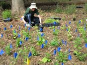 Native plants