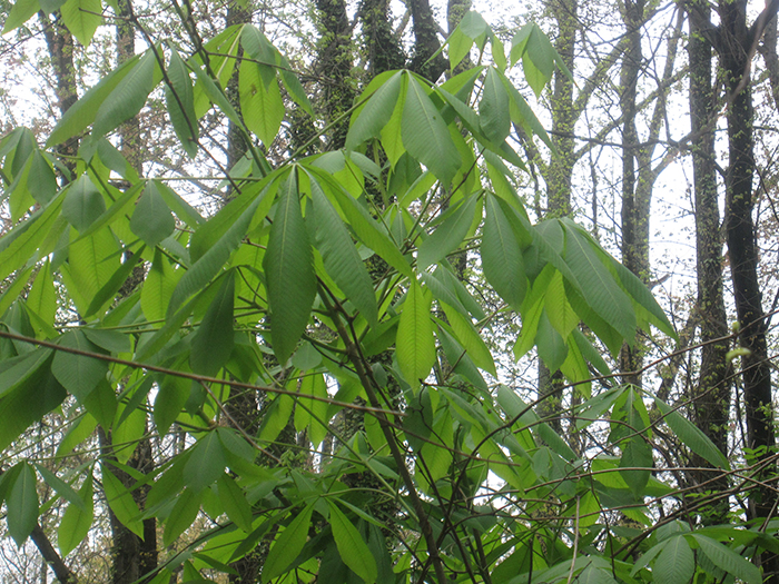 buckeye_-_Aesculus_glabra_-_native_to_Ohio_looks_tropical-700.jpg