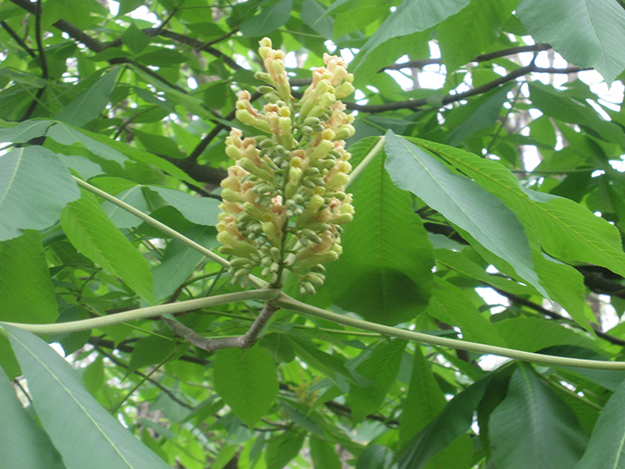buckeye_flower-700.jpg