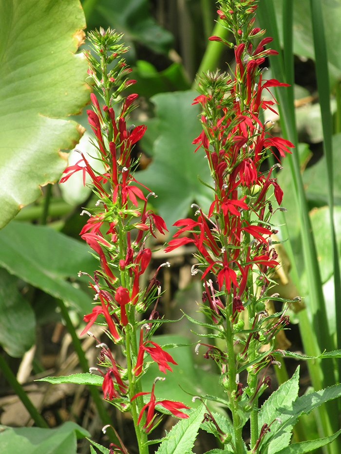 cardinal_flower-glenda-700.jpg