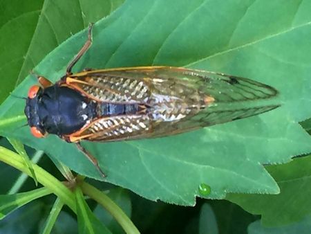 cicada