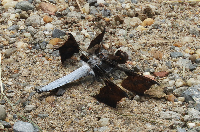 common_whitetail_dragonfly-bob-700.jpg