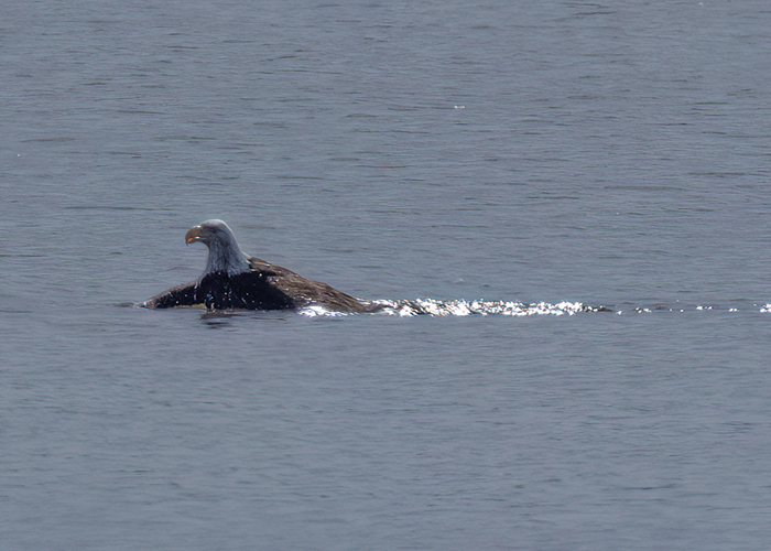 [Photo] Bald eagle swimming toward shoreline. 1 of 3    All photos by Julia Tanner