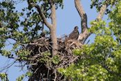 eagle nest