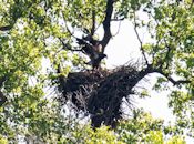 Eaglet