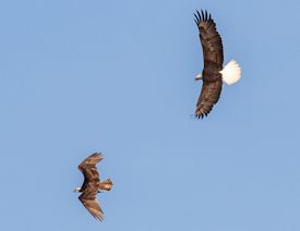 Eagle and osprey