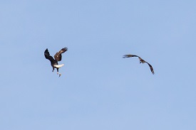 Eagle and osprey