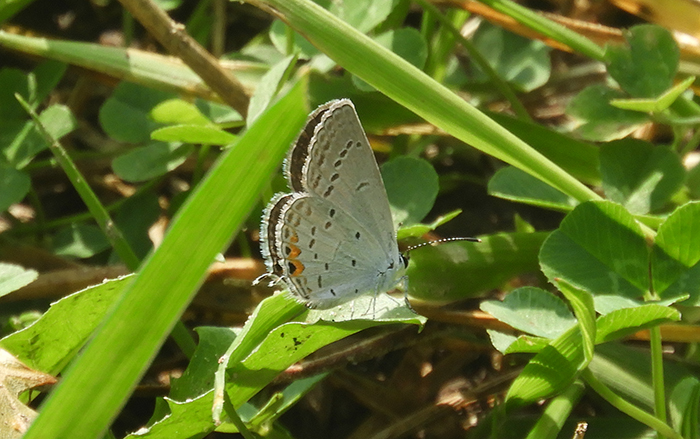 eastern_tailed-blue-bob-700.jpg