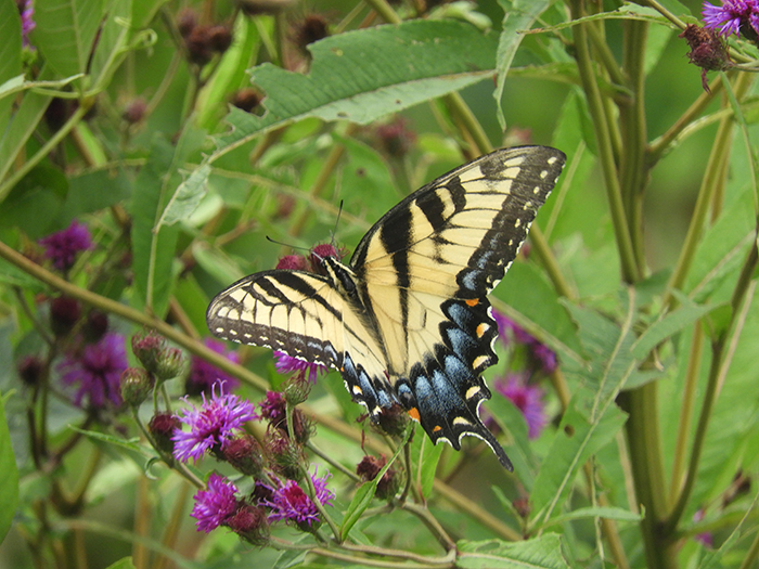 eastern_tiger_swallowtail-bob-700.jpg