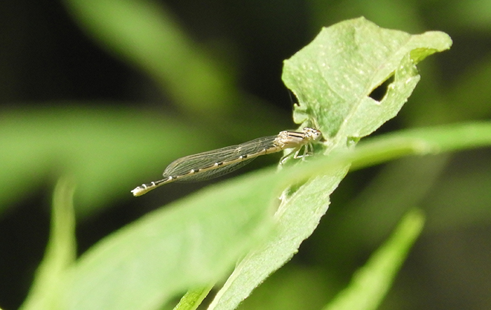 familiar_bluet_damselfly-bob-700.jpg