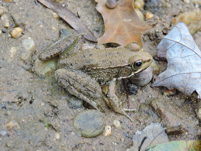 green frog