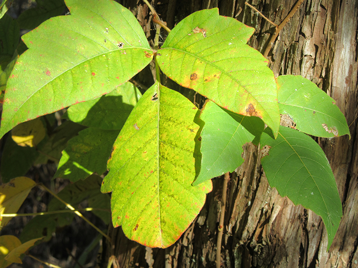 green poison ivy leaves