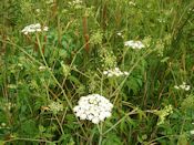 Water hemlock