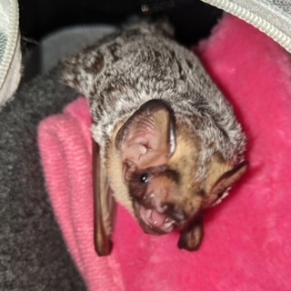 hoary bat