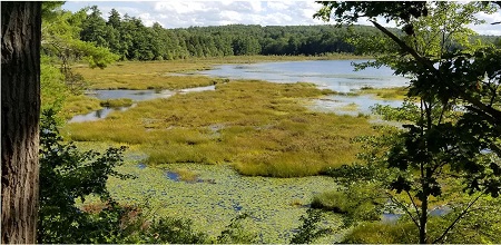 Dyke Marsh