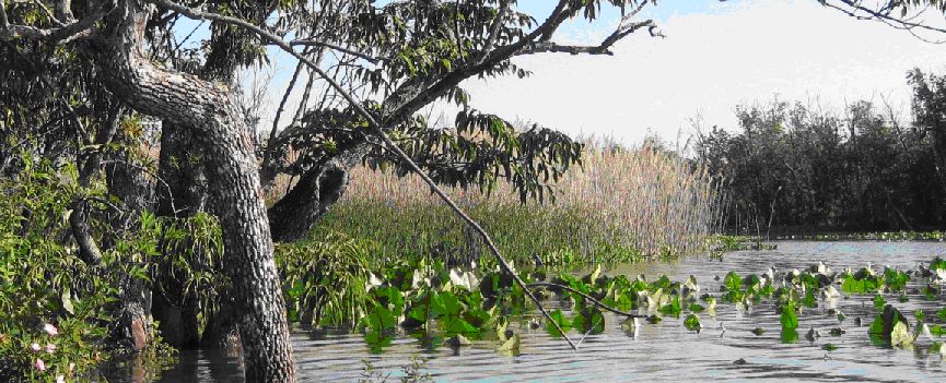 Dyke Marsh