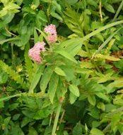 Swamp milkweed