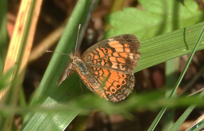 pearl_crescent_-_bob-700.jpg