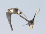 Peregrine falcon