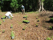 planting