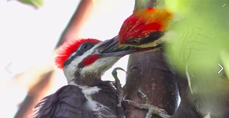 pileated