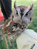 Screech owl