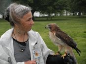 Red-tailed hawk