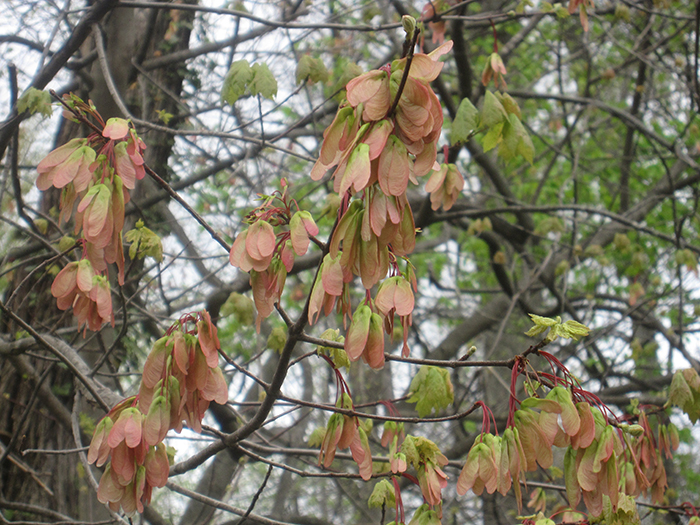 samaras_of_the_red_maple_-_Acer_rhubrum-700.jpg