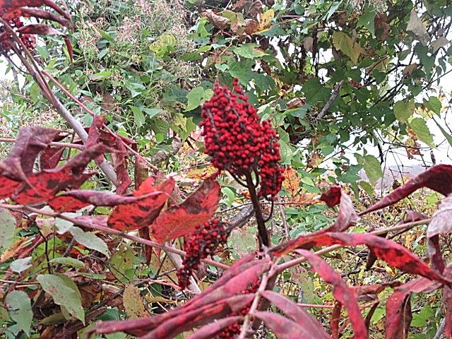 smooth sumac fruit GB