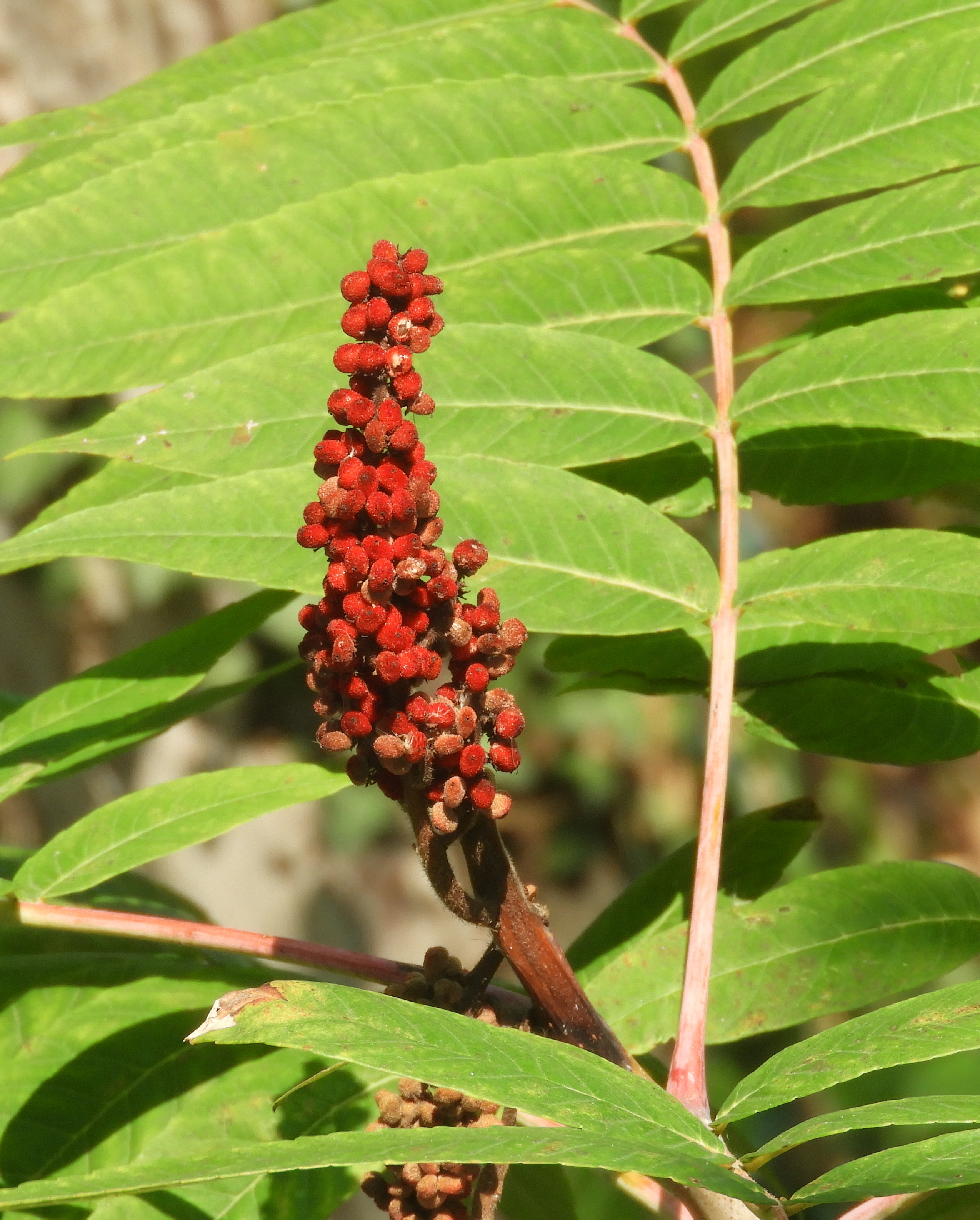 sumac 2