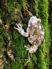 treefrog