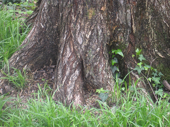 trees_spiky_brown_fruit_popularly_known_as_gum_balls_lined_the_ground-700.jpg