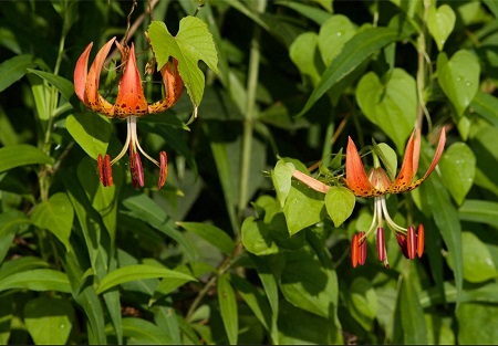 turk's cap lily