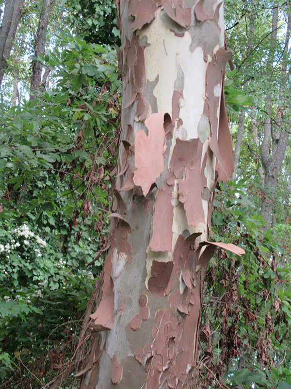 tw sycamore bark 2