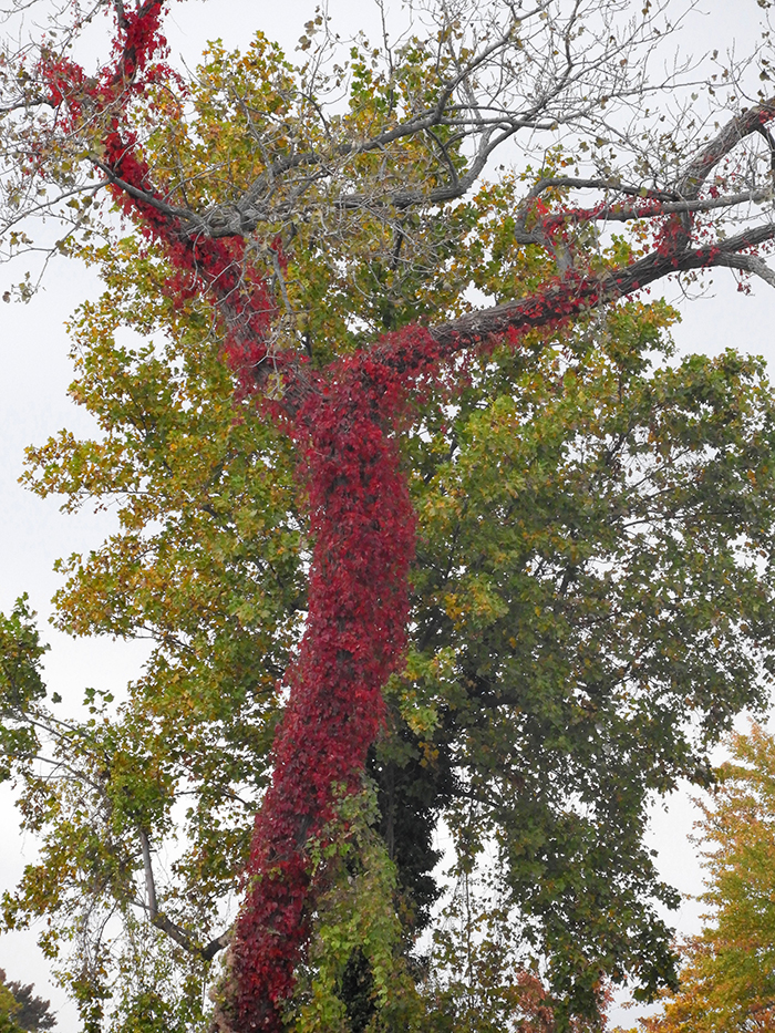 virginia creeper BV