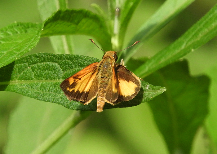 zebulon_skipper_bob-700.jpg